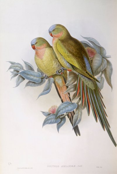 Loro de Alexandra (Polytelis alexandrae), grabado por John Gould de John Gould