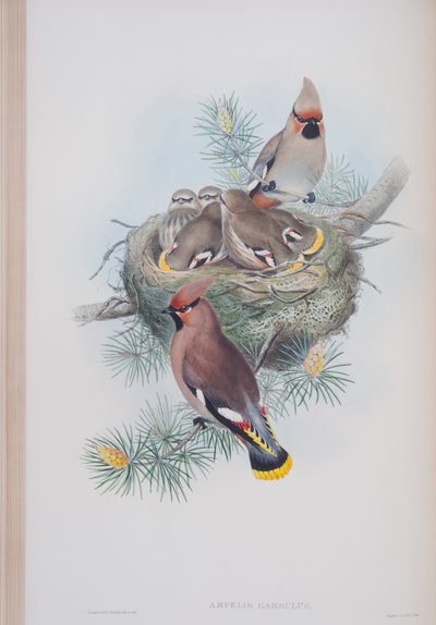Ampelis Garrulus, lámina de Las Aves de Gran Bretaña por John Gould, publicado 1862-73 de John Gould