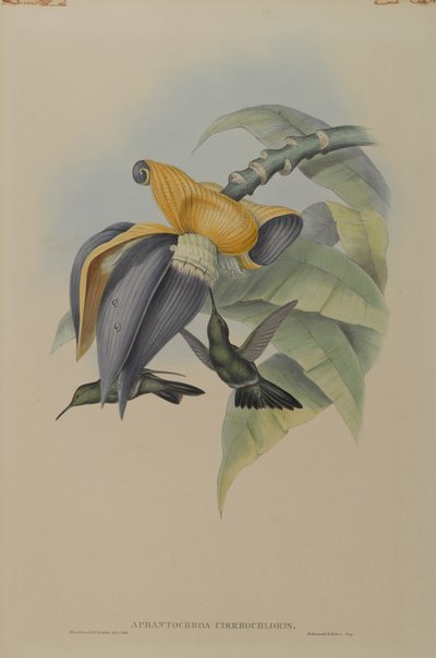 Aphantochroa Cirrhochloris: Colibrí Sombrío de John Gould