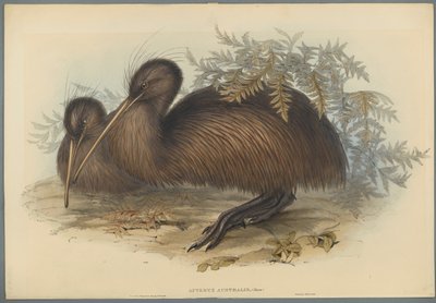 Apteryx Australis de John Gould