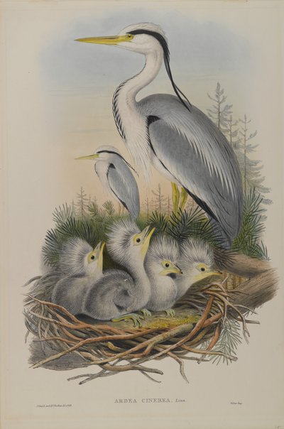 Ardea Cinerea - Garza de John Gould