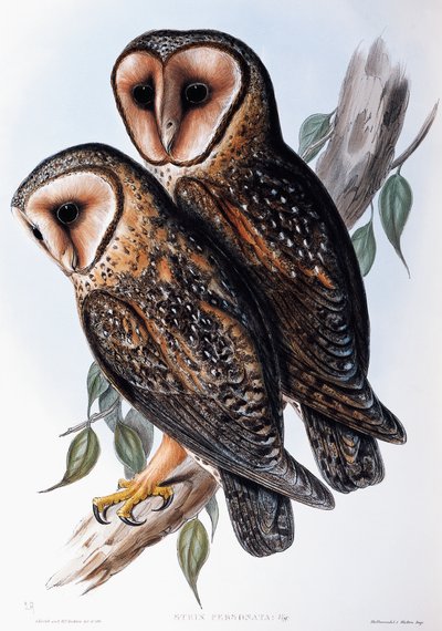 Lechuza enmascarada australiana (Strix personata), litografía de Birds of Australia de John Gould