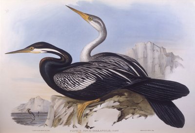 Anhinga australiana (Anhinga novaehollandiae), grabado por John Gould de John Gould