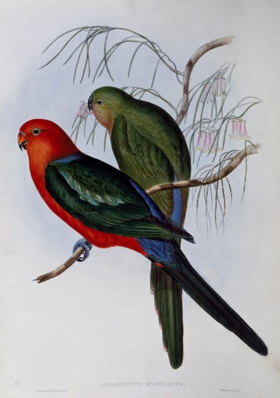 Loro rey australiano (Alisterus scapularis), grabado por John Gould (1804-1881) y Henry Constantine Richter (1821-1902). Reino Unido de John Gould