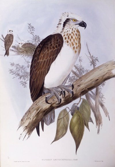 Águila pescadora australiana (Pandion haliaetus cristatus), grabado por John Gould de John Gould