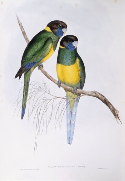 Perico australiano (Barnardius o Platycercus zonarius), grabado por John Gould de John Gould