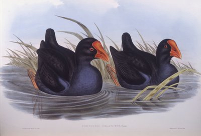 Calamón australiano (Porphyrio melanotus), grabado por John Gould de John Gould
