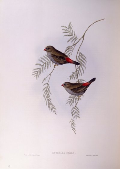 Pinzón de fuego hermoso (Stagonopleura bella), grabado por John Gould de John Gould