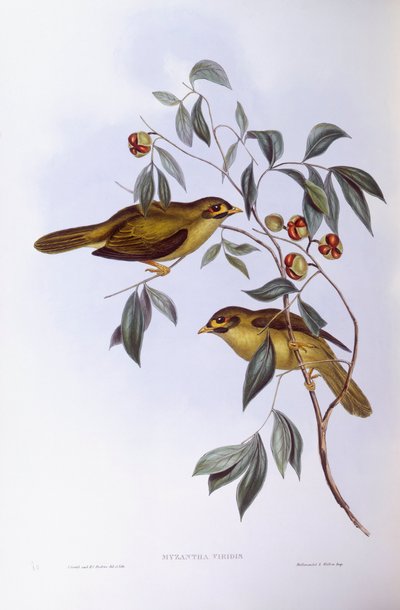 Minero campanero (Manorina melanophrys), grabado por John Gould de John Gould