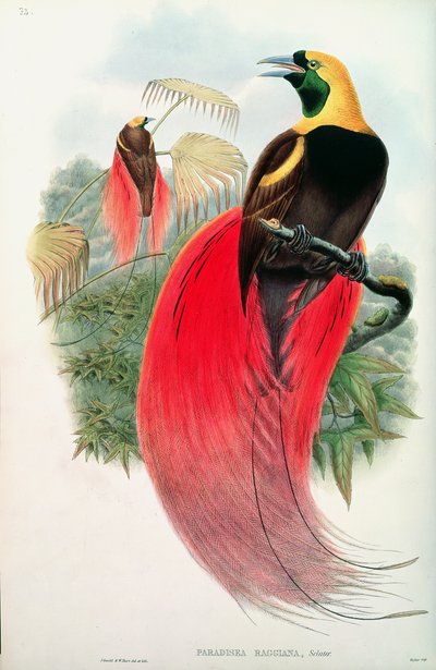 Ave del Paraíso, grabado por T. Walter de John Gould