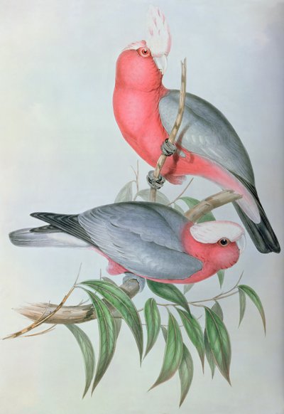 Aves de Asia de John Gould