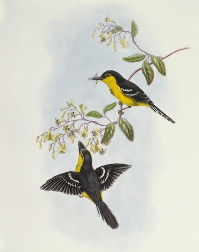 Pico de bote de pecho negro (Machaerirhynchus nigripectus), grabado por John Gould de John Gould