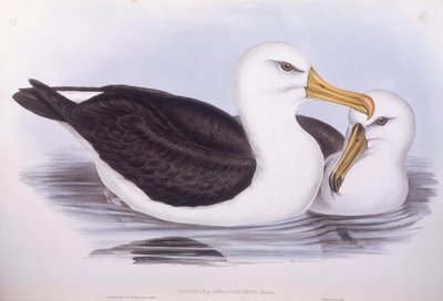 Albatros de ceja negra (Diomedea o Thalassarche melanophrys), grabado por John Gould de John Gould