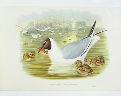 Gaviota reidora (Larus ridibundus), grabado por John Gould, William Hart, H C Richter de John Gould