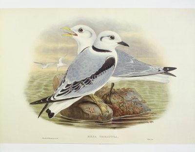 Gaviota tridáctila (Rissa tridactyla), grabado por John Gould, William Hart, H C Richte de John Gould