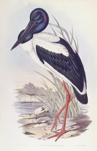 Cigüeña de cuello negro (Ephippiorhynchus asiaticus), grabado por John Gould de John Gould