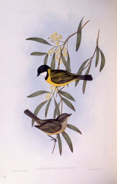 Silbador de cola negra (Pachycephala melanura), grabado por John Gould de John Gould