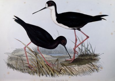 Cigüeñuela negra (Himantopus novaezelandiae), grabado de Aves de Australia de John Gould