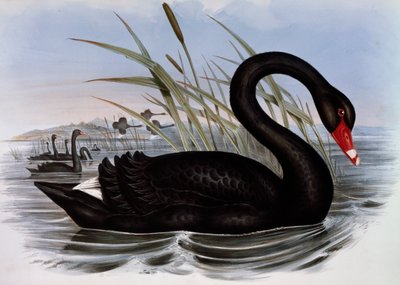 Cisne negro (Cygnus atratus), grabado de Aves de Australia de John Gould