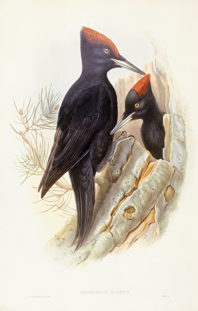 Pico negro (Dryocopus martius), grabado por John Gould de John Gould