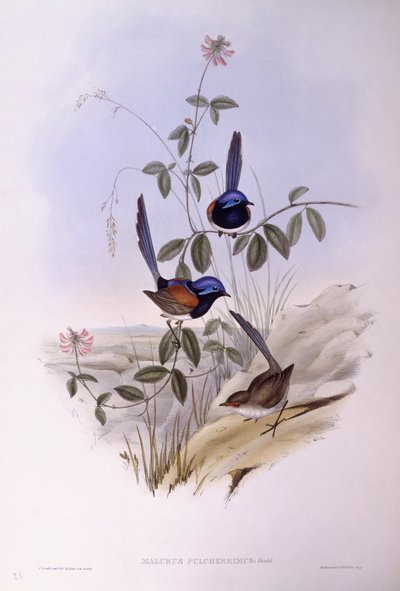 Riel de pecho azul (Malurus pulcherrimus), grabado por John Gould de John Gould