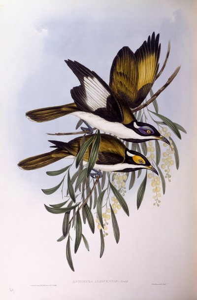 Mielero de cara azul (Entomyzon cyanotis), grabado por John Gould de John Gould