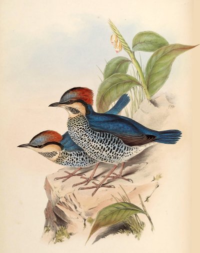 Pita azul Pitta cyanea Blyth de John Gould