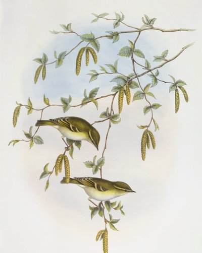 Mosquitero de Blyth (Phylloscopus reguloides), grabado por John Gould de John Gould