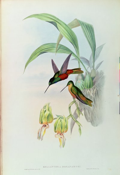 Colibrí de frente estrellada de Bonaparte de John Gould