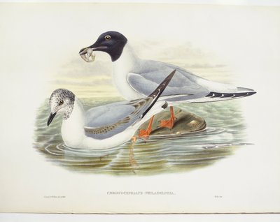 Gaviota de Bonaparte (Larus philadelphia), ilustración de John Gould