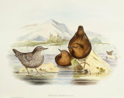 Mirlo acuático marrón (Cinclus pallasii), Grabado de John Gould de John Gould
