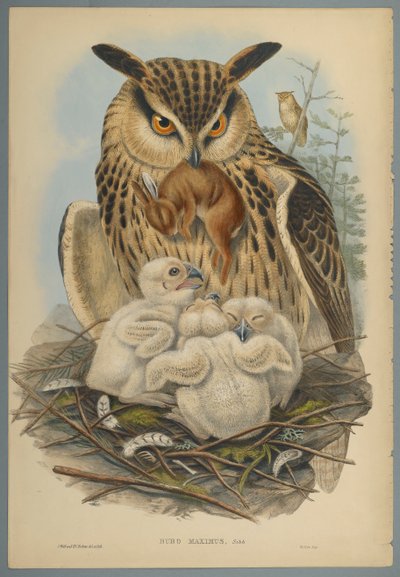 Bubo Maximus: Búho de John Gould