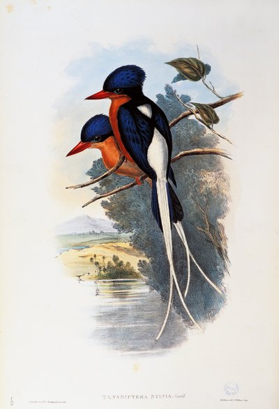 Martín pescador del paraíso de pecho anteado (Tanysiptera sylvia) de John Gould