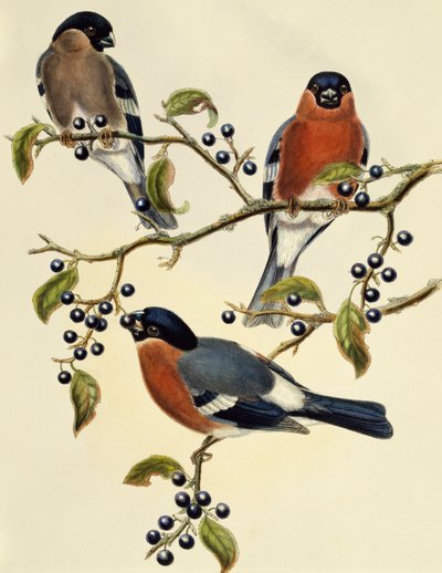 Camachuelo común (Pyrrhula pyrrhula), grabado de John Gould (1804-1881), Reino Unido de John Gould