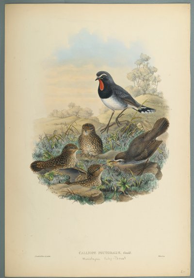 Calliope Pectoralis de John Gould