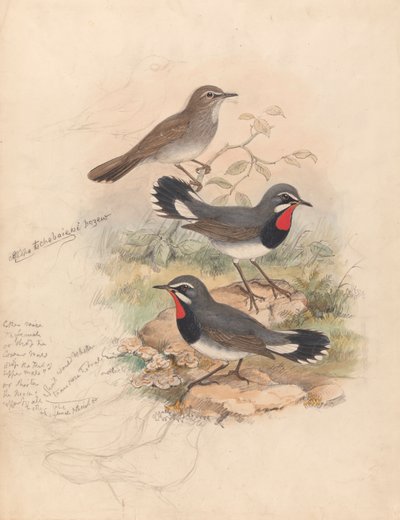 Calliope Chebaiewi, Prjev. de John Gould