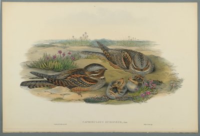 Caprimulgus Europaeus de John Gould