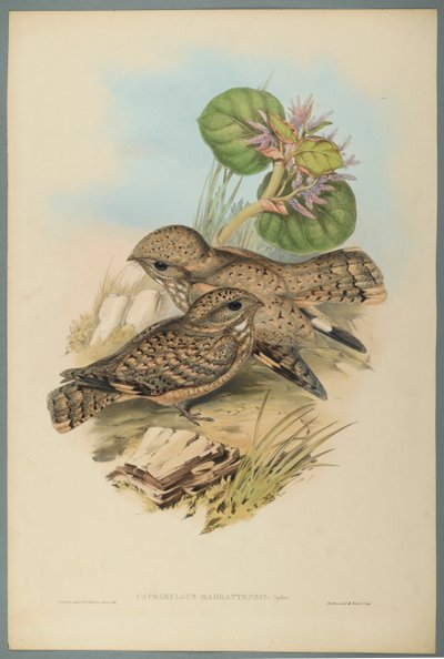 Caprimulgus Mahrattensis: Chotacabras de John Gould