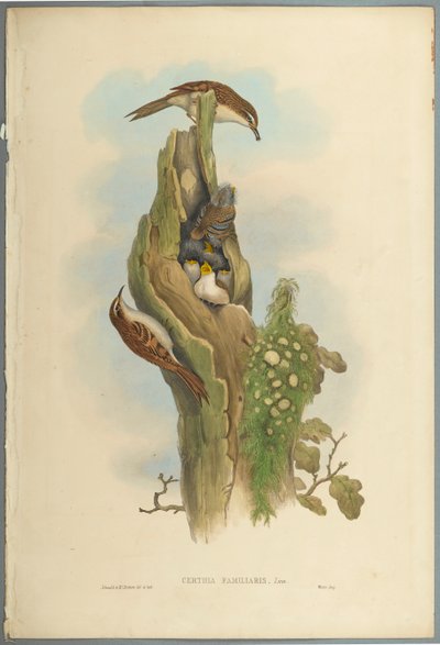Certhia Familiaris - Trepador de John Gould