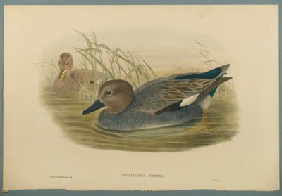 Chaulelasmus Strepera: Ánade Friso de John Gould