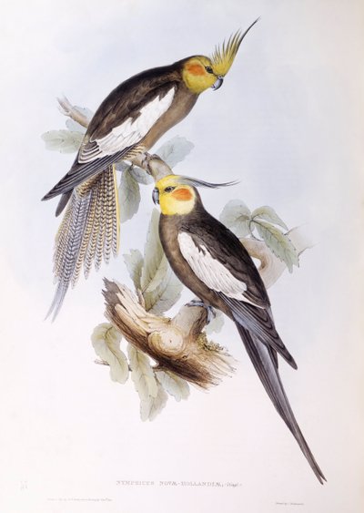 Cacatúa ninfa (Nymphicus hollandicus), grabado por John Gould de John Gould