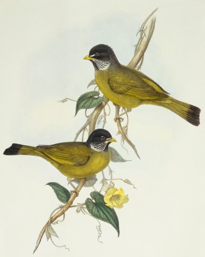 Bulbul de collar (Spizixos semitorques), grabado por John Gould de John Gould