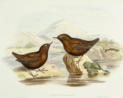 Gavilán colilargo (Accipiter cirrocephalus), grabado por John Gould de John Gould
