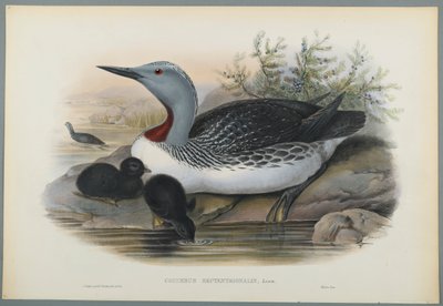 Colymbus Septentrionalis: Colimbo Ártico de John Gould