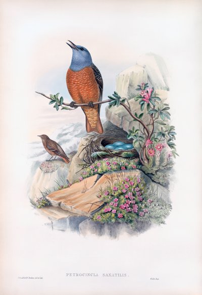 Roquero solitario de John Gould