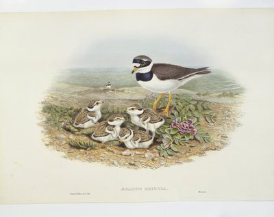 Chorlitejo grande (Charadrius hiaticula), ilustración de John Gould
