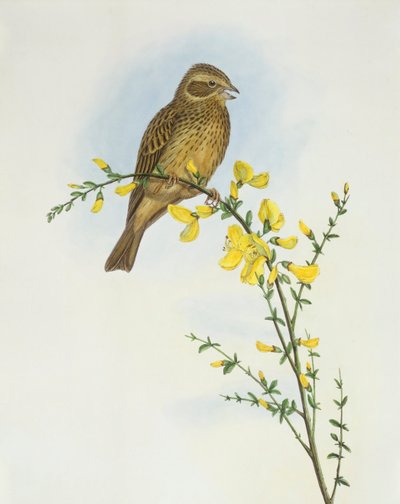 Triguero (Miliaria o Emberiza calandra), Grabado de John Gould de John Gould
