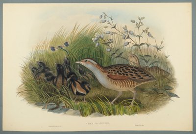 Crex Pratensis - Guión de Codornices de John Gould