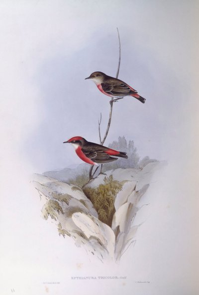 Charlatán carmesí (Epthianura tricolour), grabado por John Gould de John Gould