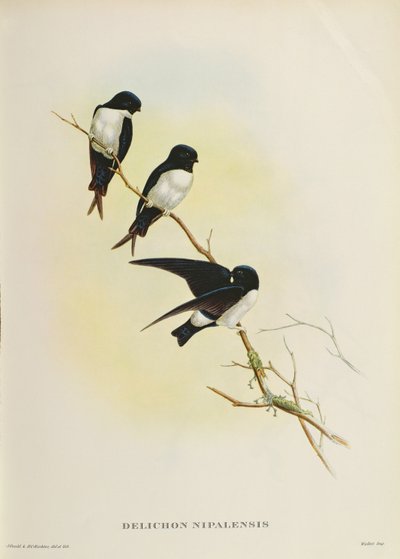 Delichon nipalensis, de 